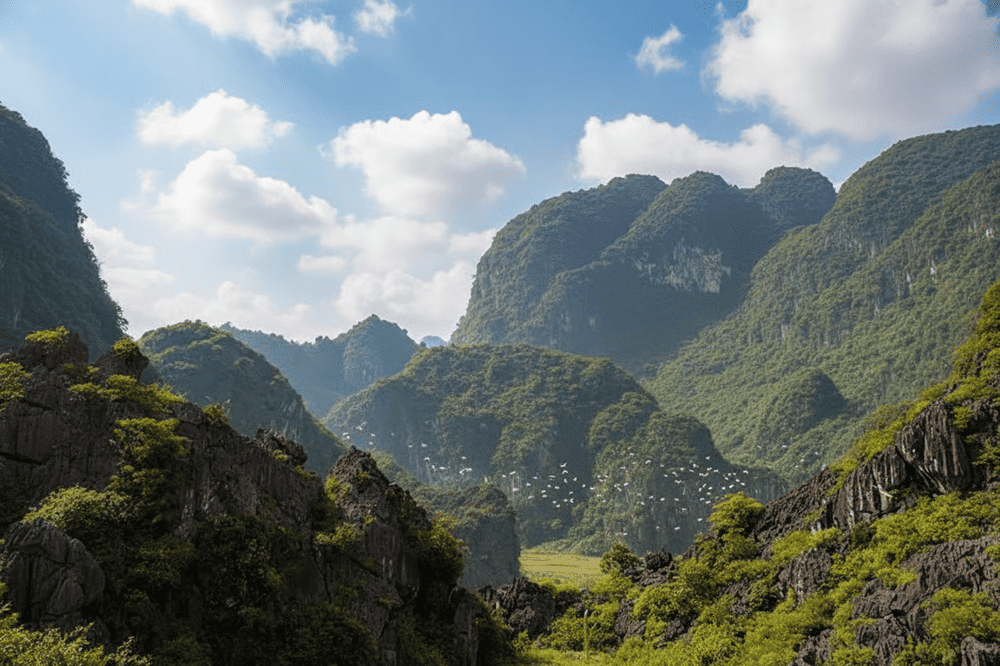 As golden rice fields glow at sunset, flocks of birds swirl through the sky in a symphony of color and sound